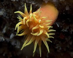 Orange Cup Coral, 105mm from Hawaii by James Kashner 